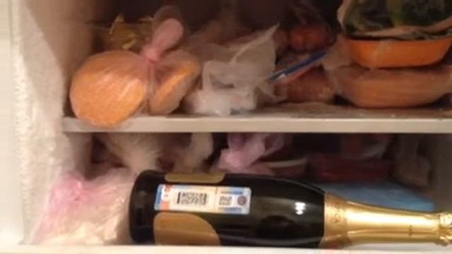 Сюрприз в холодильнике! (Шиншилла) Приколы с животными