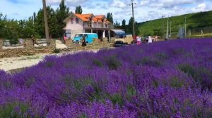 Лавандовые поля от Алены? индивидуальные и пляжные фотосессии в Анапе