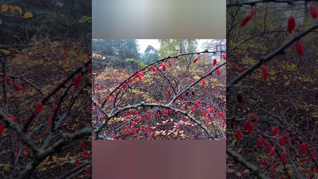 Парк " Сосновка " середина ноября 2023. смотреть онлайн