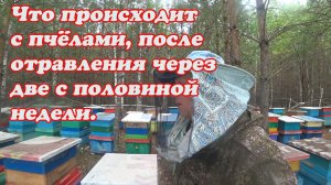 ОТРАВЛЕНИЕ ПЧЁЛ НА ТОЧКЕ №2, ЧТО ПРОИСХОДИТ СПУСТЯ ДВЕ С ПОЛОВИНОЙ НЕДЕЛИ