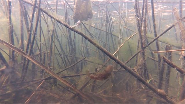 Мичуринские монстры. смотреть онлайн