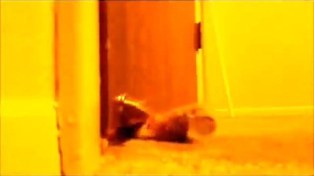 Как просыпаться без будильника.mp4 смотреть онлайн