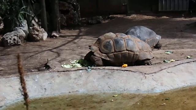 г.ТЕЛЬ-АВИВ ИЗРАИЛЬ САФАРИ-ПАРК 2013г.