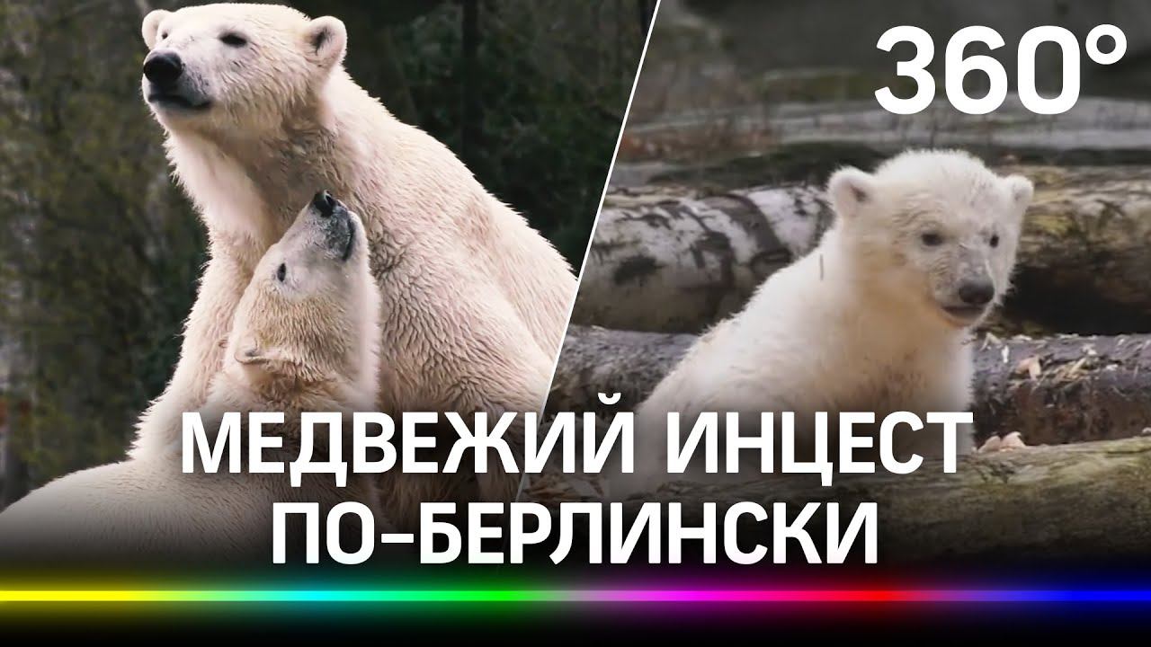 Медвежий инцест по-берлински. Брата и сестру белых медведей из России спарили по ошибке в зоопарке