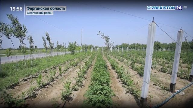 Перспективные проекты по выращиванию малины в Ферганской области