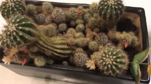 КАК ЗАСТАВИТЬ КАКТУС ЦВЕСТИ?