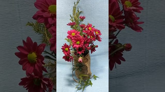 Хризантема кустовая Chelo смотреть онлайн