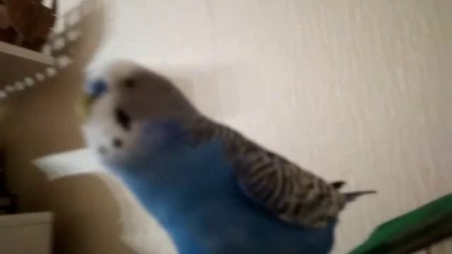 Что делает попугай? смотреть онлайн