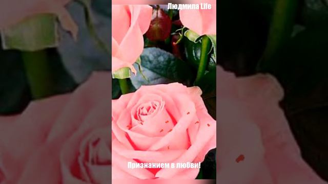 💞Эти розы для тебя просили передать.💞 ❤️❤️❤️ Самое красивое пожелание С ДОБРЫМ УТРОМ для ЛЮБИМОЙ!