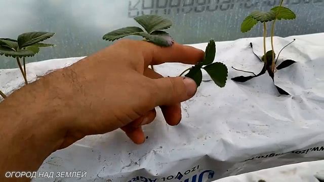 ПОЛИВ В ТЕПЛИЦЕ ДЛЯ КЛУБНИКИ СВОИМИ РУКАМИ/Лучшие сорта клубники.