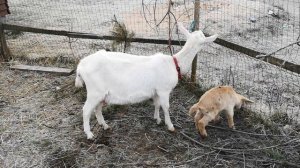 Как выростить молочную козу. Инструкция для новичков.