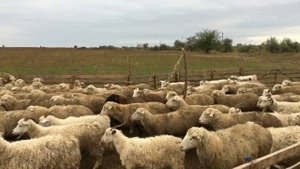 Пустил барана к овцам на осеменение