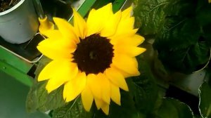 Декоративные подсолнухи