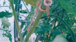 Томат Лискин нос «Оранжевое сердце»! Полный видео  обзор