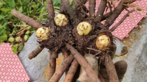 Эремурус и его корень