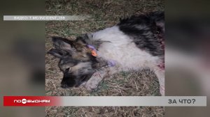 Домашнего соседского пса расстрелял мужчина в Иркутском районе