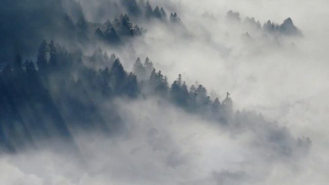 Forest mist