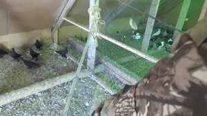 Бойные голуби Владимира Авдеенкова,