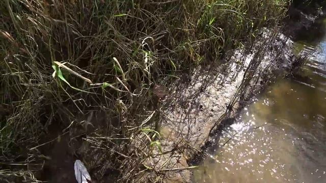 Ловля щуки на Днепре. Падение в воду и хороший улов щуки. Рыбалка спиннингом. смотреть онлайн