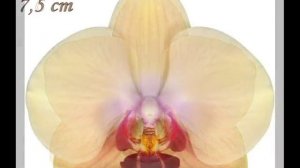 Лучшие сорта фаленопсисов Anthura (Ч.1)