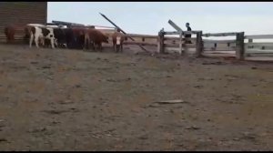 Калмыцкие быки