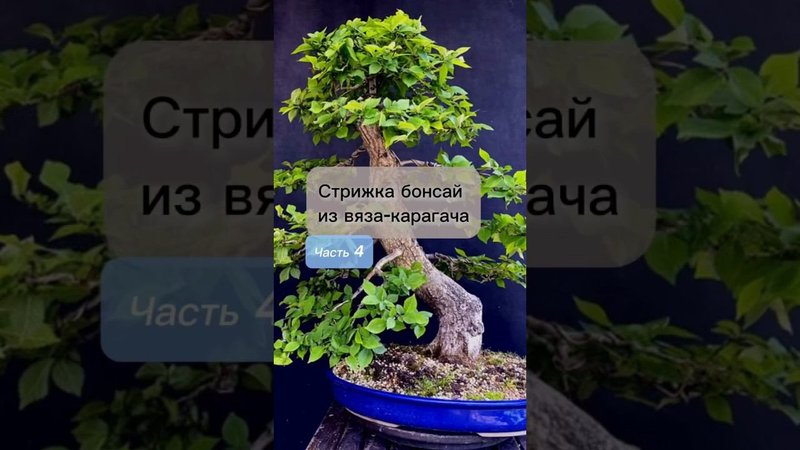 Стрижка бонсай из вяза-карагача. Часть 4. #bonsai #бонсай #ниваки #сад #андрейдарусенков