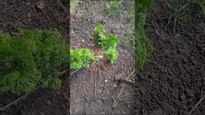 Туя Зматлик можно размножить...