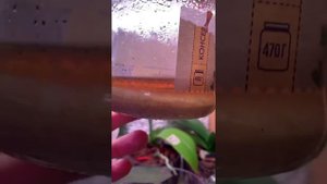 Прорастание семян орхидей.