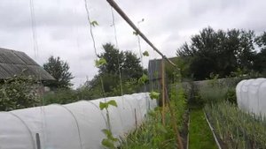 Как подвязать вьющуюся фасоль