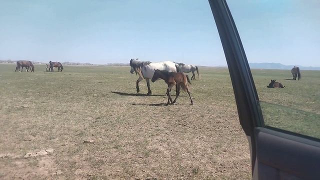 07.05.2023 ж жалбыр кулындады ургашы кулын смотреть онлайн