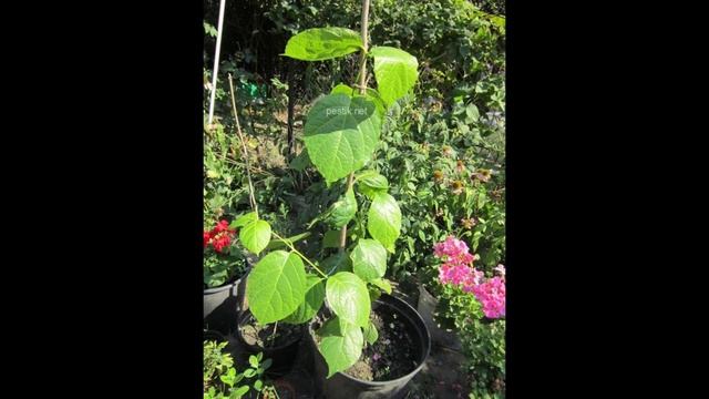 Каликант из семян. Розовый нефрит смотреть онлайн