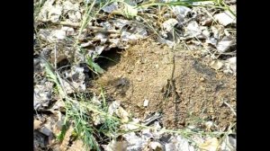 Землю роет землеройка