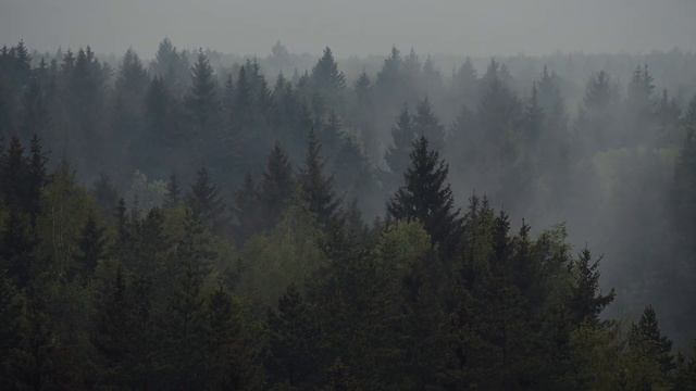 Таймлапс видео туманного леса - Blackmagic Pocket Cinema Camera 4K (BMPCC4K)