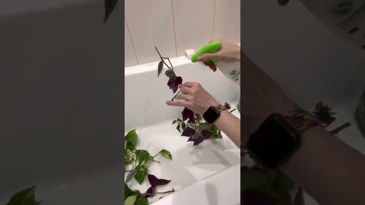 Весна! Всё зелено и богато!