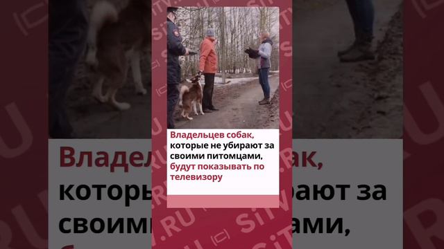 Не убрали за своим питомцем на улице? Будьте готовы увидеть себя в новостях по телевизору!