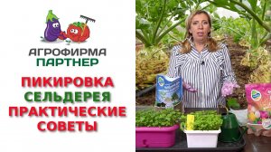 ПИКИРОВКА СЕЛЬДЕРЕЯ. ПРАКТИЧЕСКИЕ СОВЕТЫ