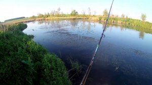 Дикий Лебедь приплыл ко мне в Красном яре