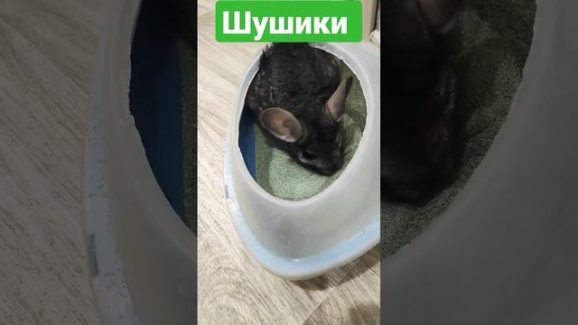 Жизнь замечательных животных #shorts #2022 #животные #шиншилла #chinchilla