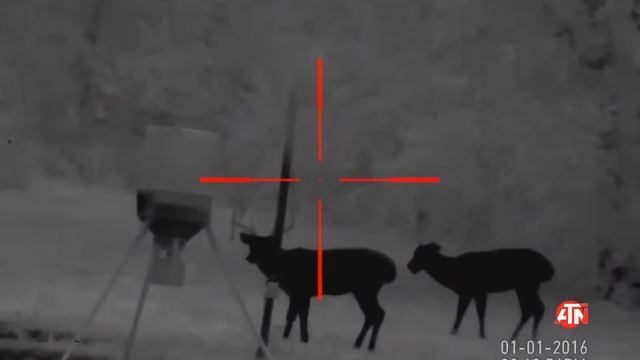 Режим горячий черный в тепловизоре для охоты ATN MARS HD 2.5-25x смотреть онлайн