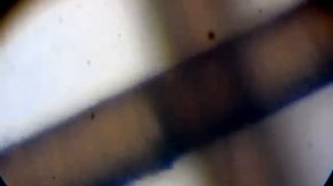 Волос человека в микроскопе, увеличение 500 раз