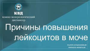 80  Причины повышения лейкоцитов в моче