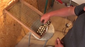Выращиваю мясной деликатес от самого яйца. Показываю как закладывать инкубатор перепелиным яйцом