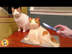 Реакция кошек и собак на разрезание Торта #3. Подборка приколов с животными