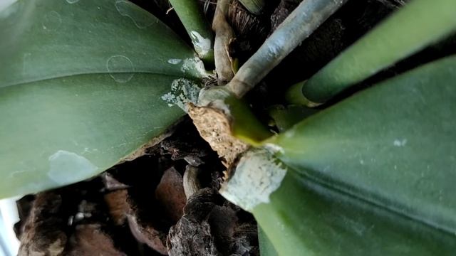 Phal. Liodoro смотреть онлайн