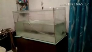 Аквариум на 90л из стекла 4 мм. Чёт я очкую.