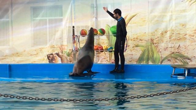 Морская львица. Дельфинарий "Морская звезда" смотреть онлайн