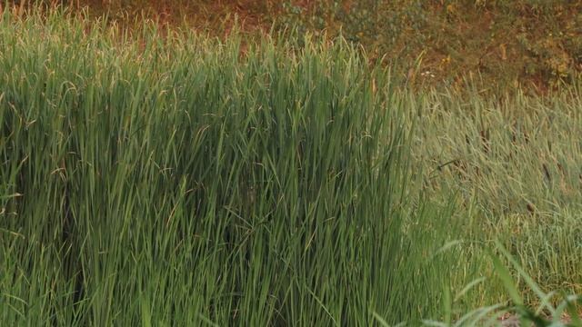 Большая выпь. Молодая в рогозе 16авгНЦП 4k60f СП30с смотреть онлайн