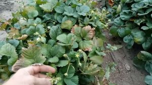 Защита клубники от осенних заморозков