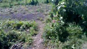 Чистка табака сорт вирджиния томление