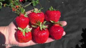 ХЕПИЛ супер урожайный сорт с ягодой десертного вкуса позднего срока созревания